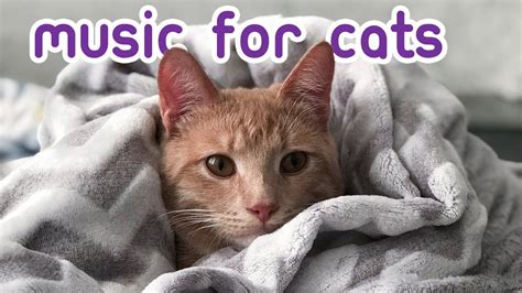 cat relax music|calming kitty music for sleeping.